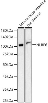 NLRP6 Antibody in Western Blot (WB)