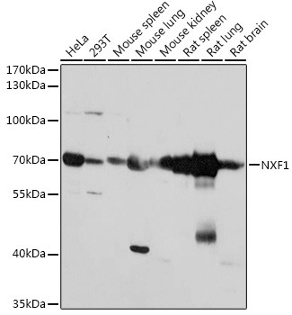 TAP Antibody in Western Blot (WB)