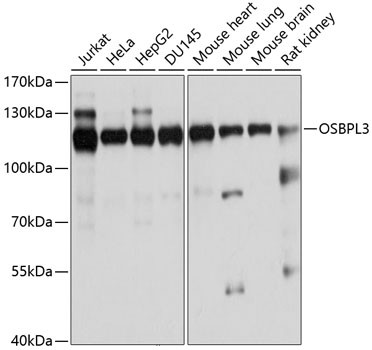 OSBPL3 Antibody in Western Blot (WB)
