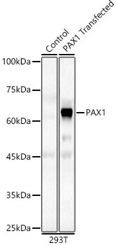 PAX1 Antibody in Western Blot (WB)
