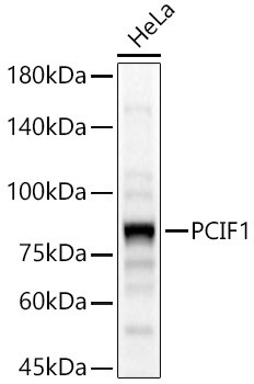 PCIF1 Antibody in Western Blot (WB)