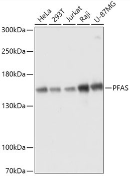 PFAS Antibody in Western Blot (WB)