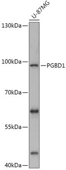 PGBD1 Antibody in Western Blot (WB)