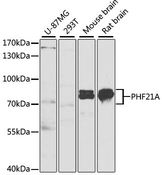 PHF21A Antibody in Western Blot (WB)