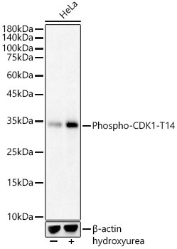 Phospho-CDK1 (Thr14) Antibody in Western Blot (WB)