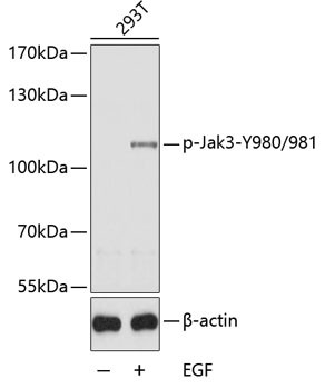 Phospho-JAK3 (Tyr980, Tyr981) Antibody in Western Blot (WB)