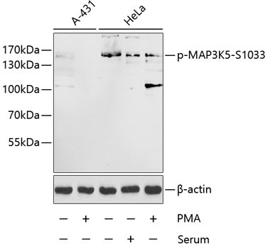 Phospho-ASK1 (Ser1033) Antibody in Western Blot (WB)