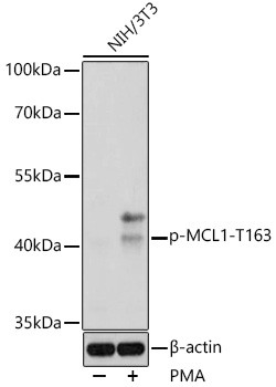 Phospho-MCL1 (Thr163) Antibody in Western Blot (WB)