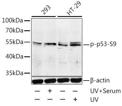 Phospho-p53 (Ser9) Antibody in Western Blot (WB)