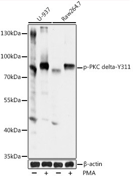 Phospho-PKC delta (Tyr311) Antibody in Western Blot (WB)