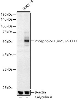 Phospho-MST2 (Thr117) Antibody in Western Blot (WB)