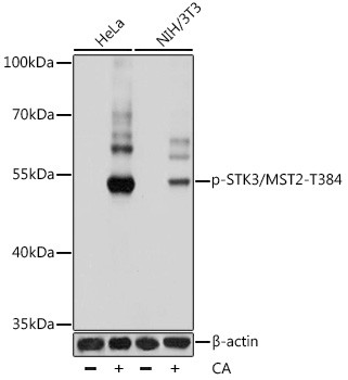 Phospho-MST2 (Thr384) Antibody in Western Blot (WB)