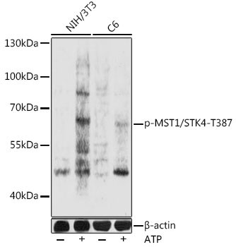 Phospho-MST1 (STK4) (Thr387) Antibody in Western Blot (WB)