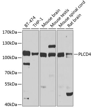 PLCD4 Antibody in Western Blot (WB)