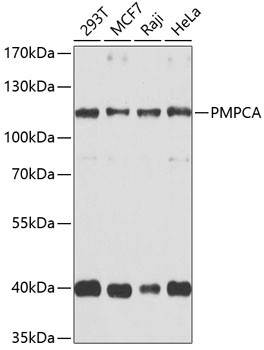 PMPCA Antibody in Western Blot (WB)