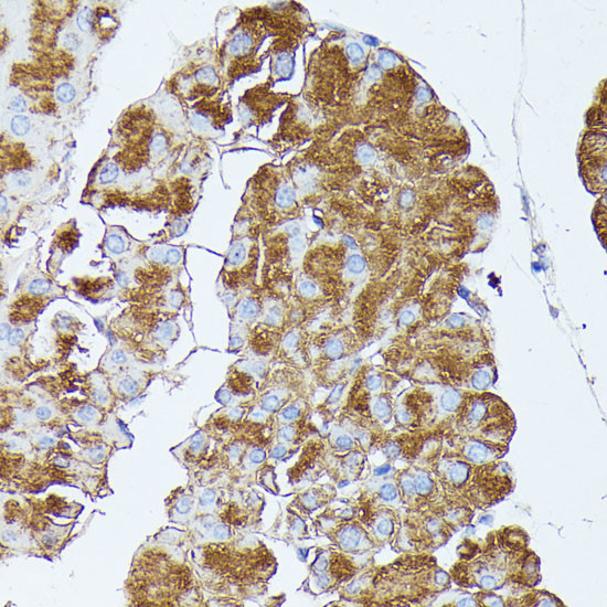 PNLIPRP1 Antibody in Immunohistochemistry (Paraffin) (IHC (P))