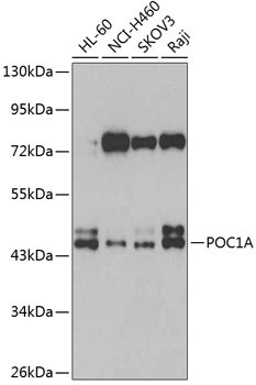 POC1A Antibody in Western Blot (WB)