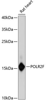 POLR2F Antibody in Western Blot (WB)