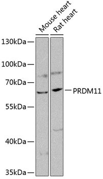 PRDM11 Antibody in Western Blot (WB)