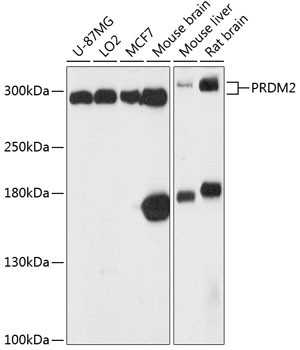 PRDM2 Antibody in Western Blot (WB)