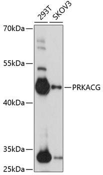 PRKACG Antibody in Western Blot (WB)
