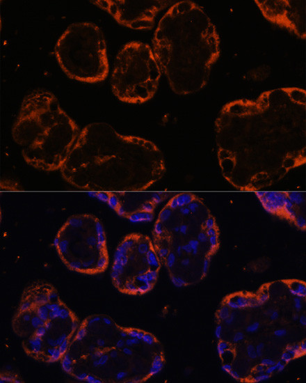 PSG1 Antibody in Immunocytochemistry (ICC/IF)