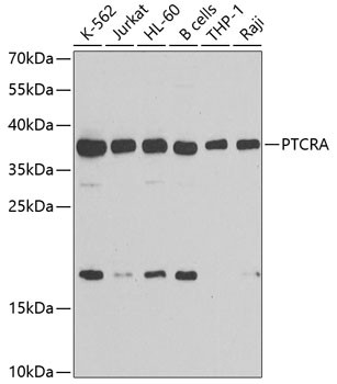 PTCRA Antibody in Western Blot (WB)