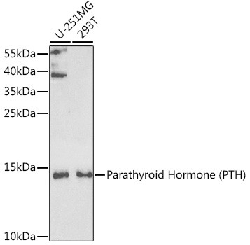 PTH Antibody in Western Blot (WB)
