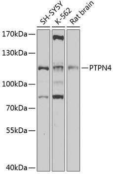 PTPN4 Antibody in Western Blot (WB)