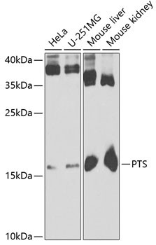 PTS Antibody in Western Blot (WB)