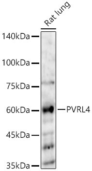 Nectin 4 Antibody in Western Blot (WB)