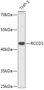 RCCD1 Antibody in Western Blot (WB)