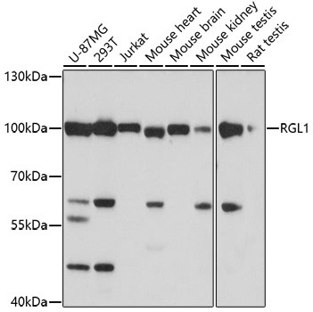 RGL1 Antibody in Western Blot (WB)
