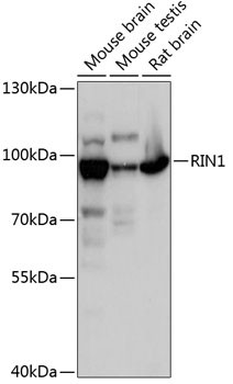 RIN1 Antibody in Western Blot (WB)