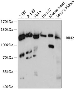 RIN2 Antibody in Western Blot (WB)