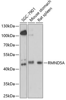 RMND5A Antibody in Western Blot (WB)