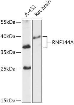 RNF144A Antibody in Western Blot (WB)