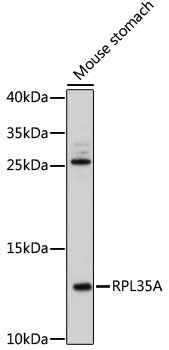 RPL35A Antibody in Western Blot (WB)