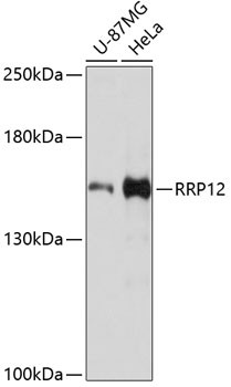 RRP12 Antibody in Western Blot (WB)