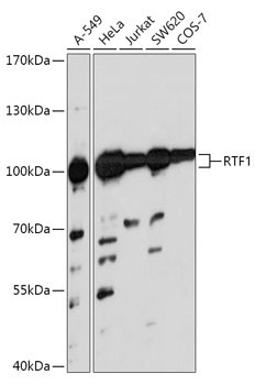 RTF1 Antibody in Western Blot (WB)