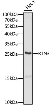 RTN3 Antibody in Western Blot (WB)