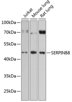 SERPINB8 Antibody in Western Blot (WB)