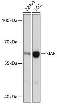 SIAE Antibody in Western Blot (WB)