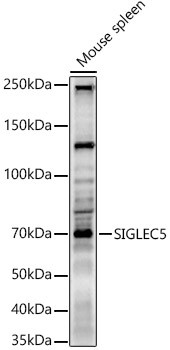 SIGLEC5 Antibody in Western Blot (WB)