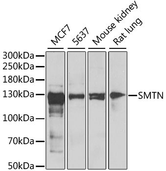 SMTN Antibody in Western Blot (WB)