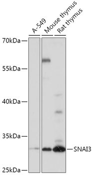 SNAI3 Antibody in Western Blot (WB)