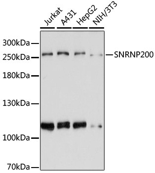 SNRNP200 Antibody in Western Blot (WB)