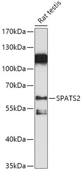 SPATS2 Antibody in Western Blot (WB)