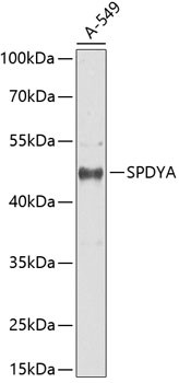 SPDYA Antibody in Western Blot (WB)