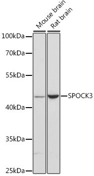SPOCK3 Antibody in Western Blot (WB)